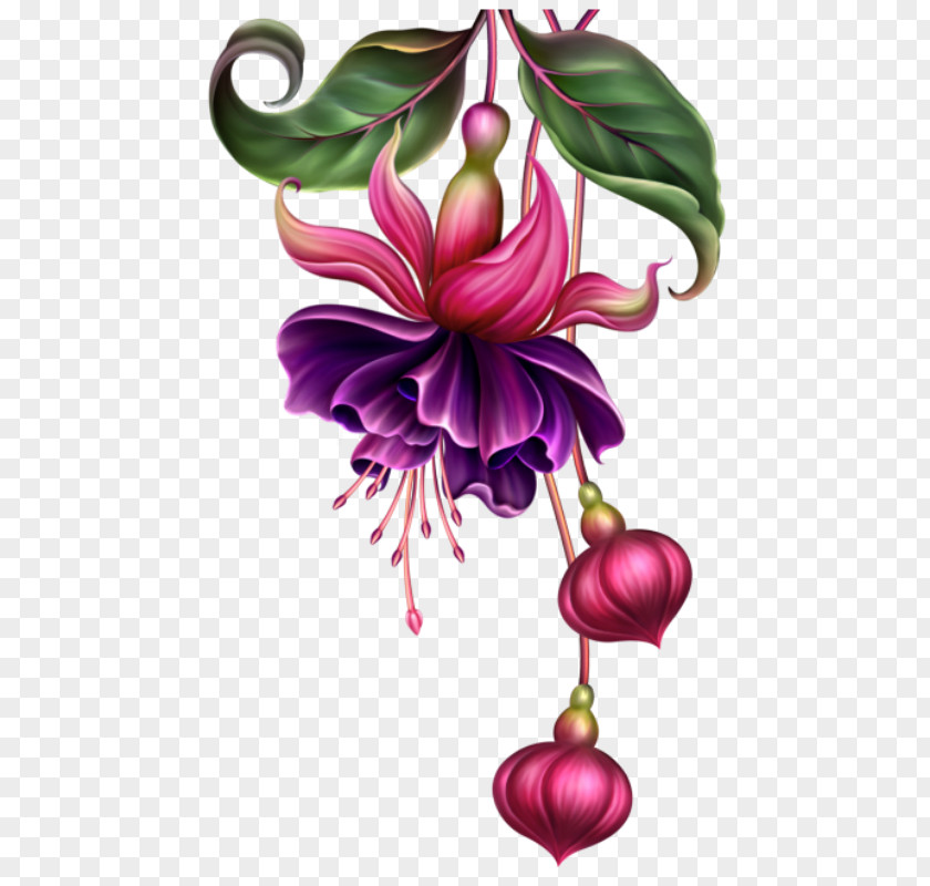 Painting Fuchsia Watercolor Digital Pin PNG