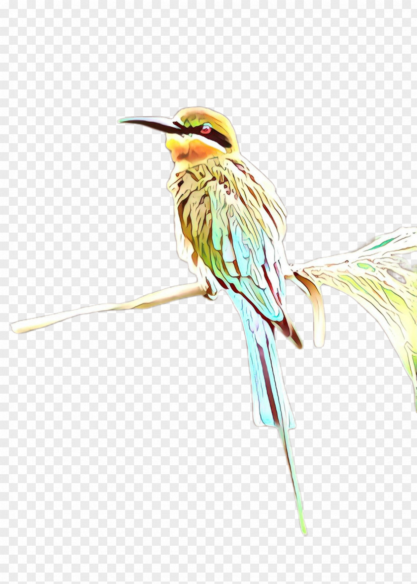 Plant Coraciiformes Hummingbird PNG