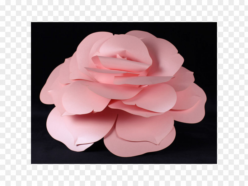 Rose Garden Roses Cut Flowers Petal Camellia PNG