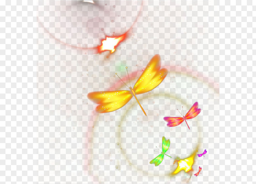 Colorful Butterfly Yellow Petal Close-up Pattern PNG