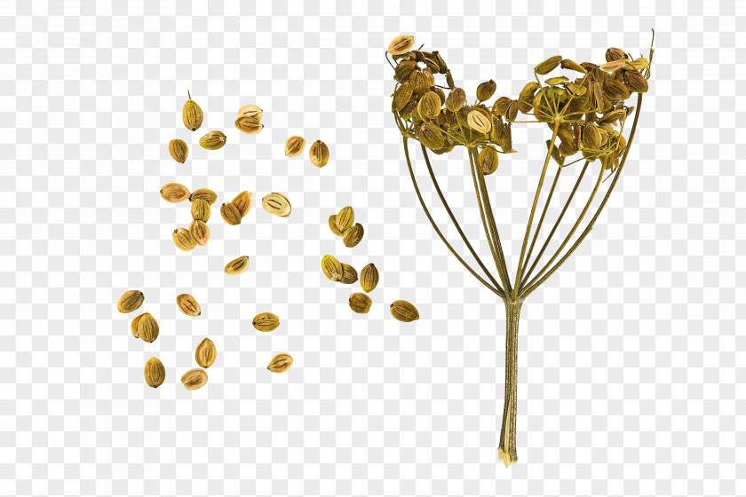 Flying Dandelion Parsnip Carrot Seed Daikon Vegetable PNG