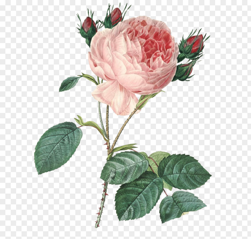 France Pierre-Joseph Redouté (1759-1840) Cabbage Rose Botany Botanical Illustration PNG