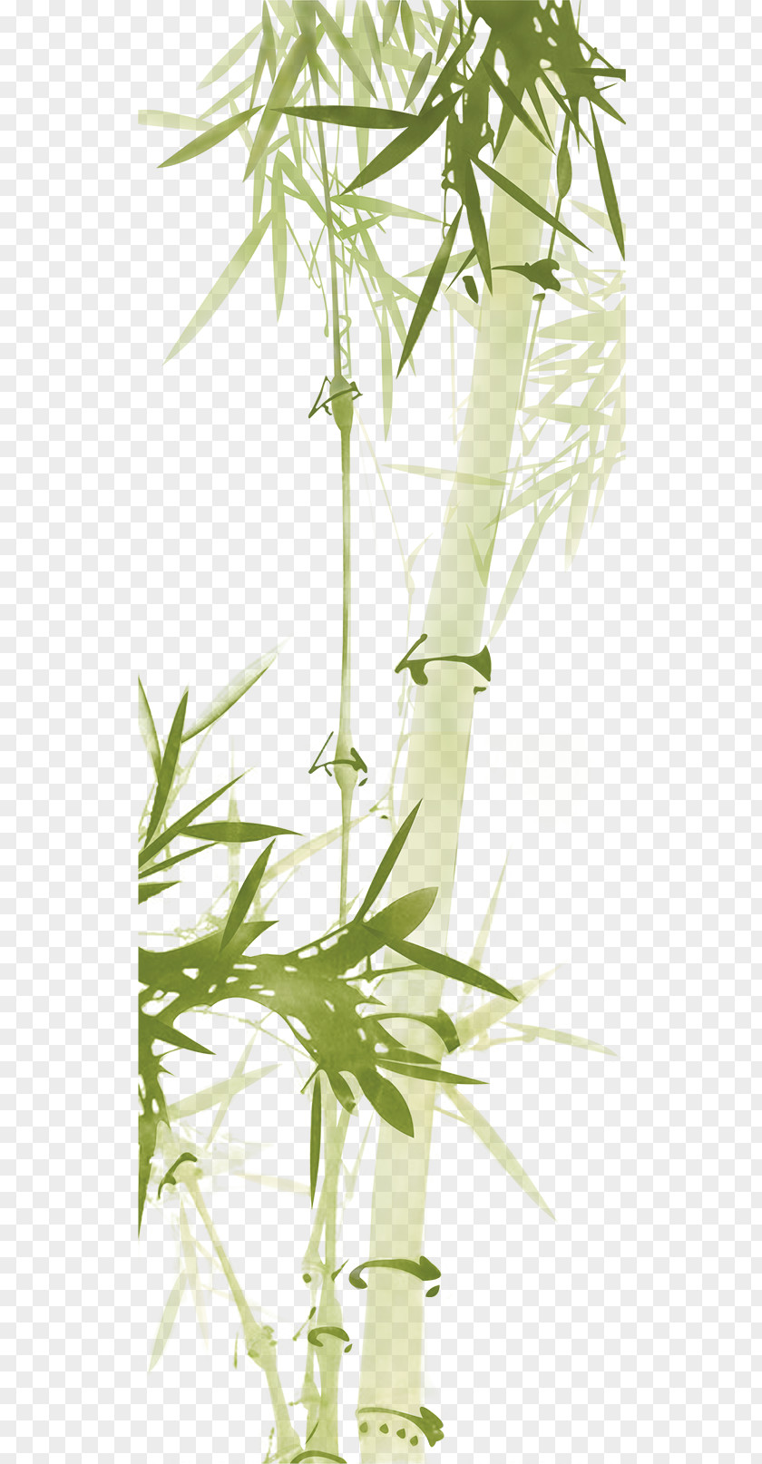 Green Bamboo Download Paper Computer File PNG