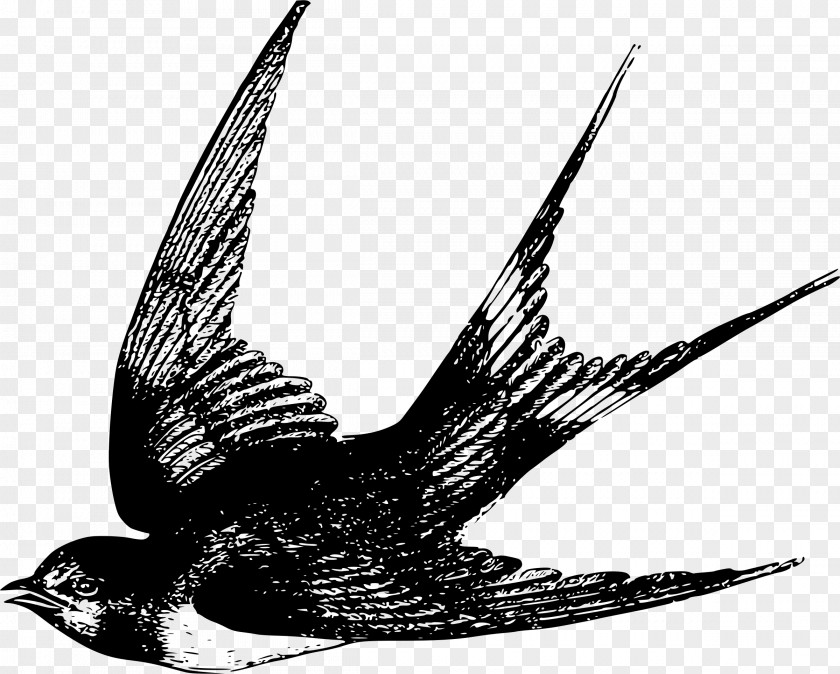 Illustrations Bird Swallow Flight Sparrow Clip Art PNG