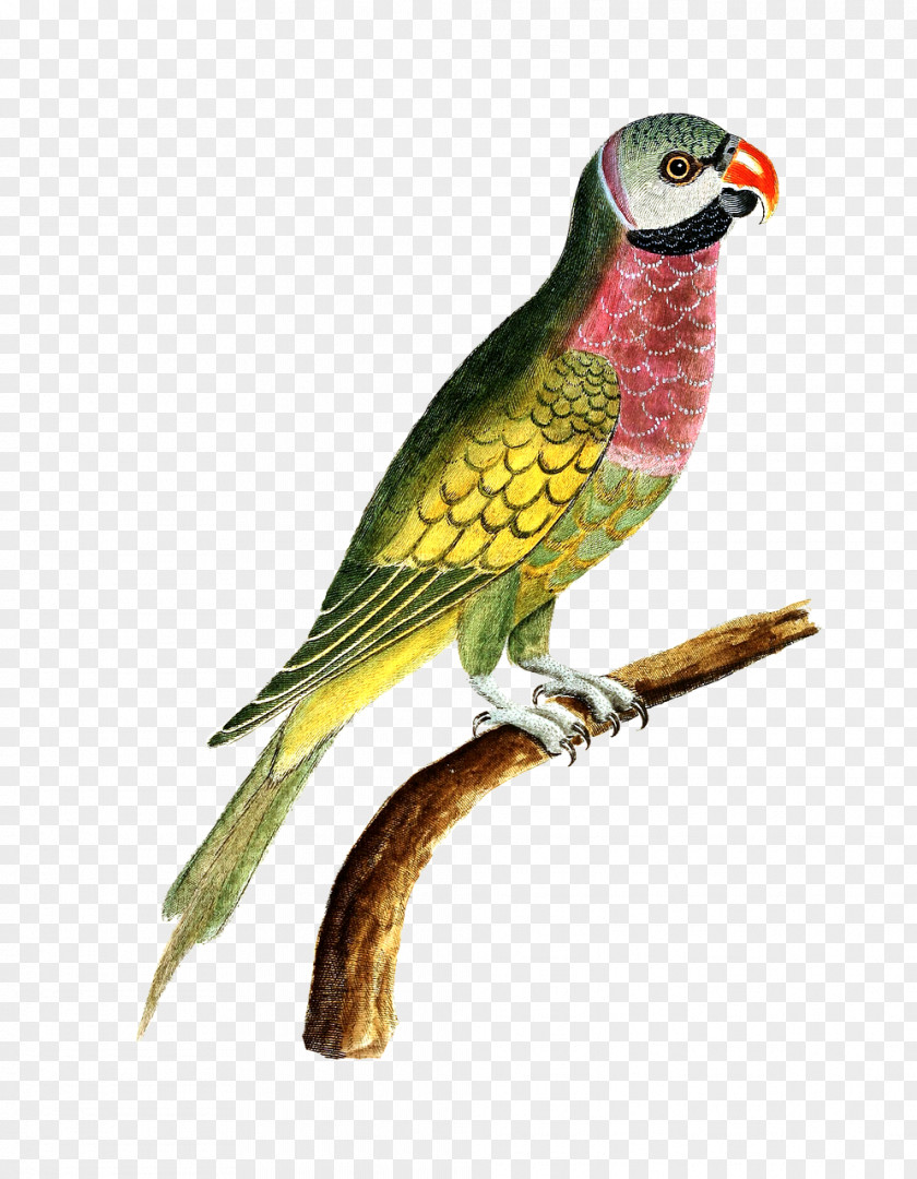 Parrot Amazon Bird Budgerigar Cockatiel PNG