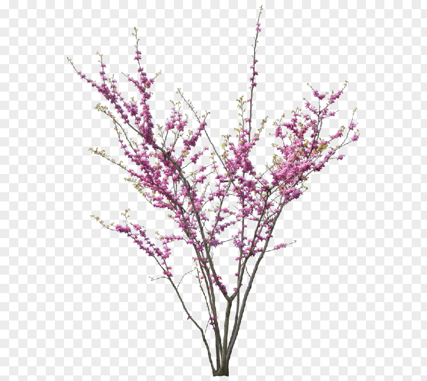 Peach Pink Pattern Cercis Siliquastrum Chinese Magnolia Tree Blossom PNG