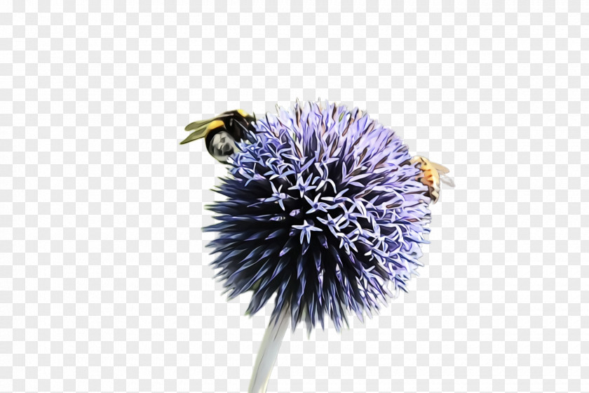Pollen Bumblebee Lavender PNG