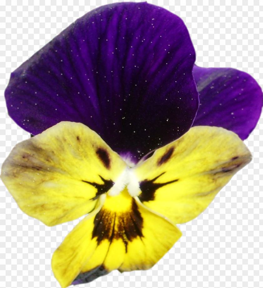 Violet Pansy Advertising July 0 PNG