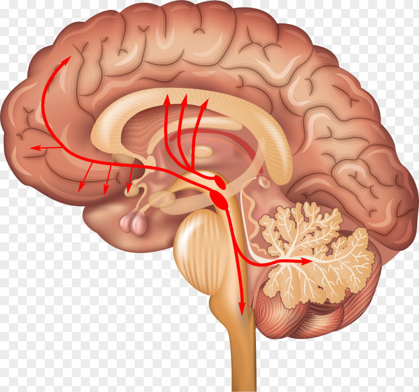 Brain Locus Coeruleus Brainstem Human Norepinephrine PNG