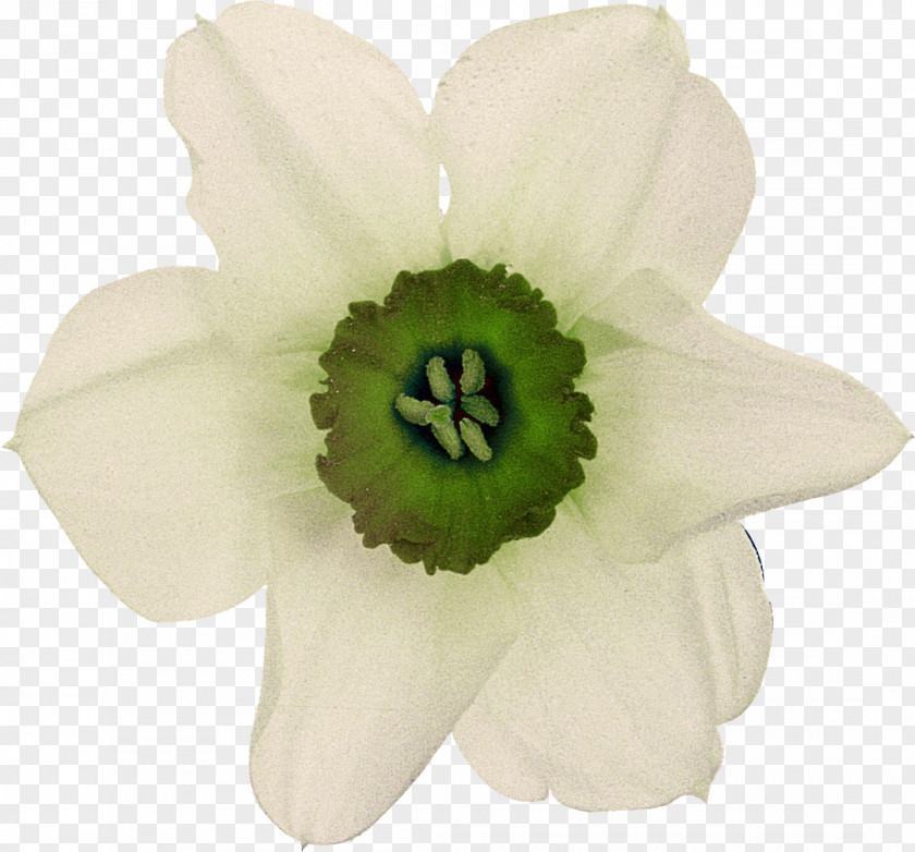 Narcissus Flower White Petal Plant PNG
