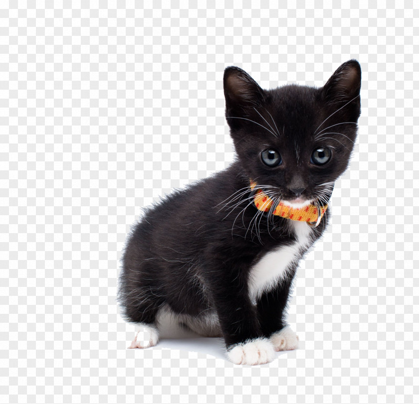 Physical Black Cat European Shorthair Manx American Wirehair Maine Coon Kitten PNG