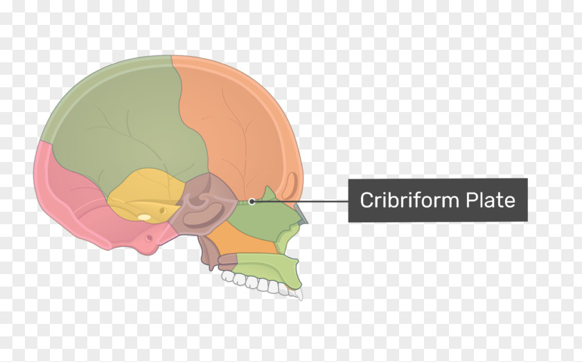 Skull Cribriform Plate Ethmoid Bone Olfactory Nerve Sinus PNG