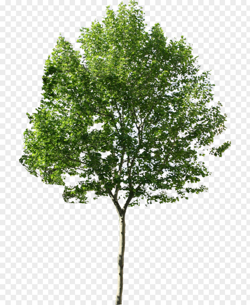 Tree Desktop Wallpaper PNG