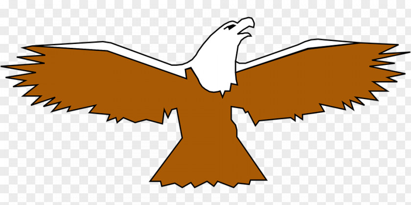 Eagle Bald Bird Wing Clip Art PNG