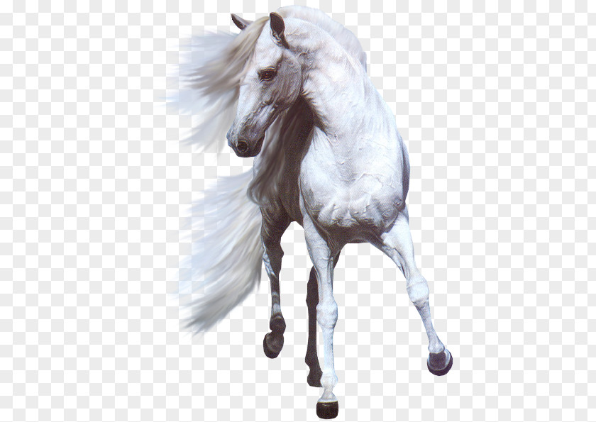 Horse American Paint Horses Hinny White Black PNG