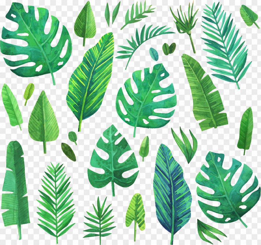 Watercolor Green Coniferous Plants Painting Leaf PNG