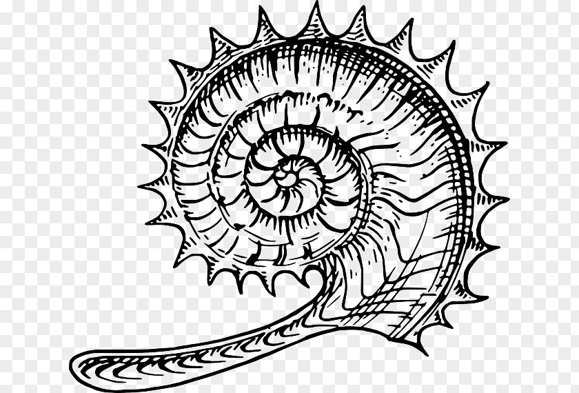 Ammonites Fossil Clip Art PNG