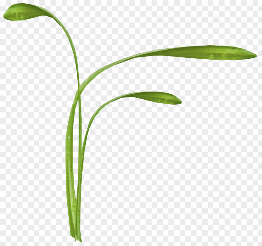 Cartoon Grass Flower Herbaceous Plant Clip Art PNG