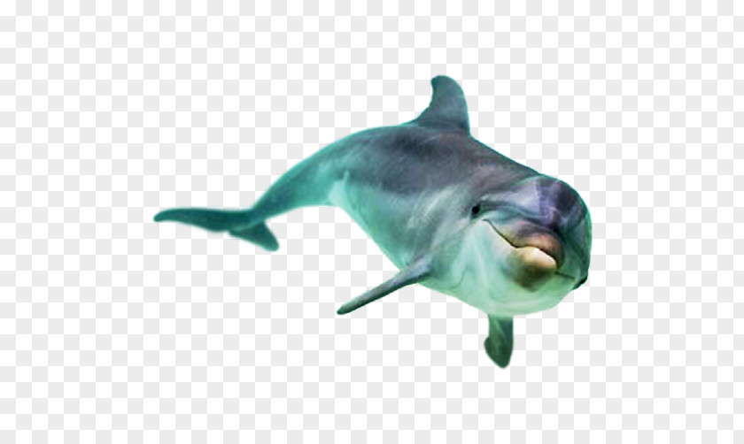 Cute Dolphin Common Bottlenose Stenella Toothed Whale PNG
