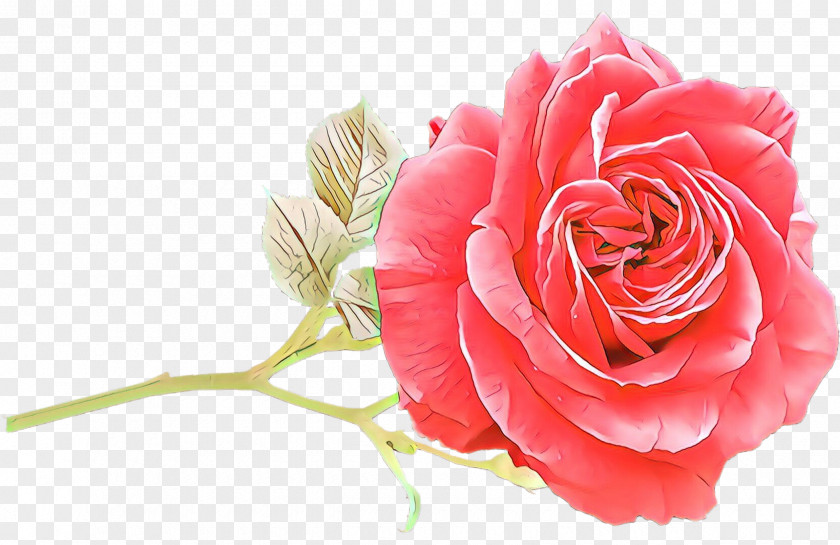 Garden Roses PNG