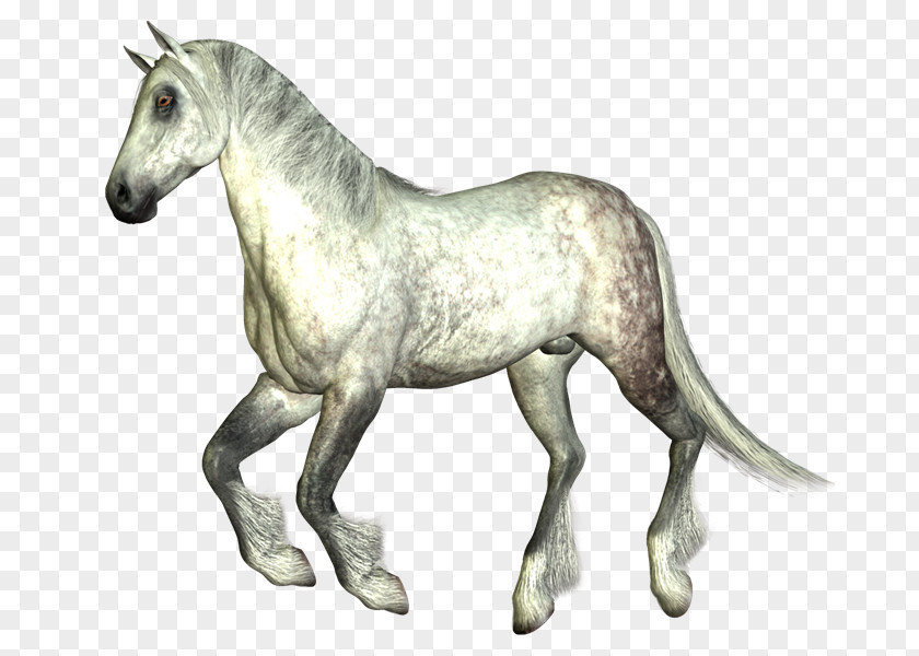 Jw Foal Mustang Pony Mane Stallion PNG