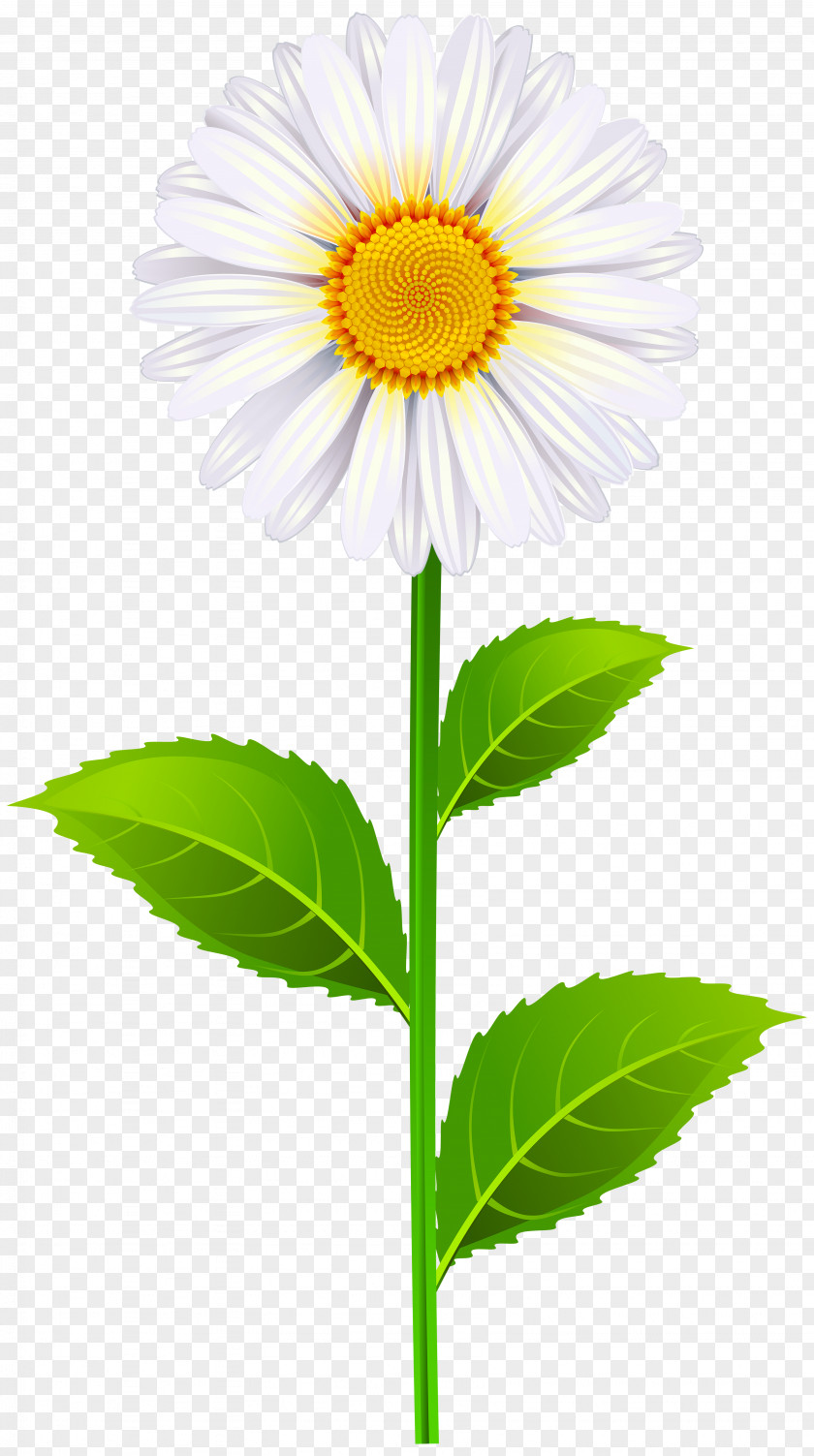 Marguerite Clip Art Image North Carolina State Senate District 40 Wikia PNG