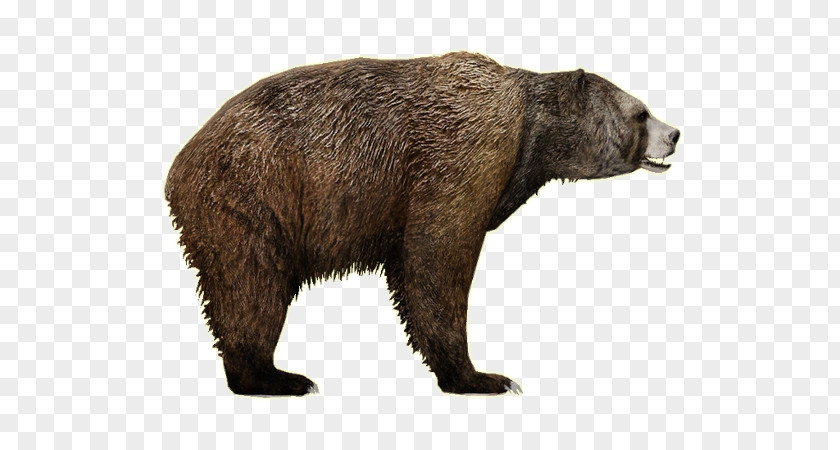 Bear PNG Bear, brown bear clipart PNG