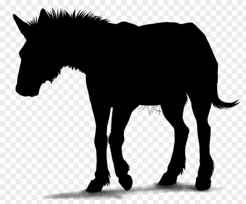 Mule Stallion Horse Foal Colt PNG