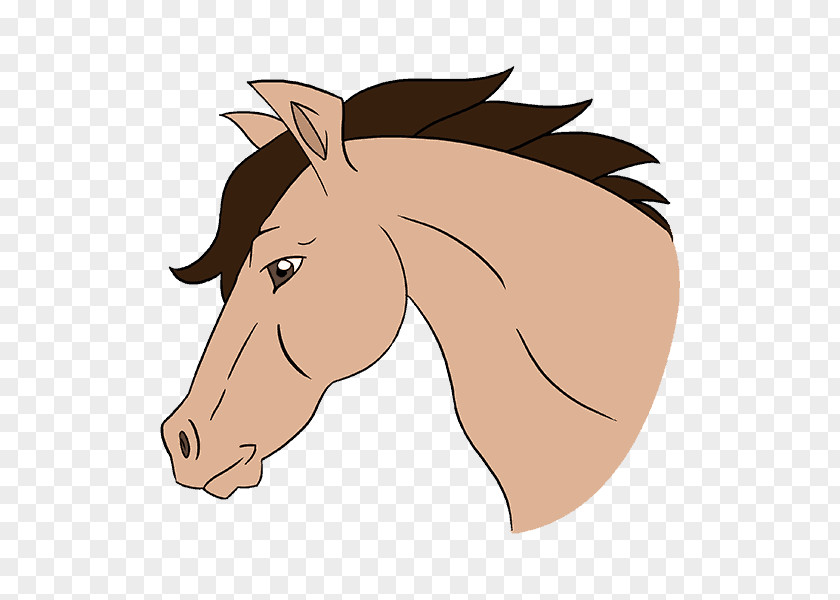 Pupil Clipart Mustang Cob How To Draw A Horse Drawing Sketch PNG