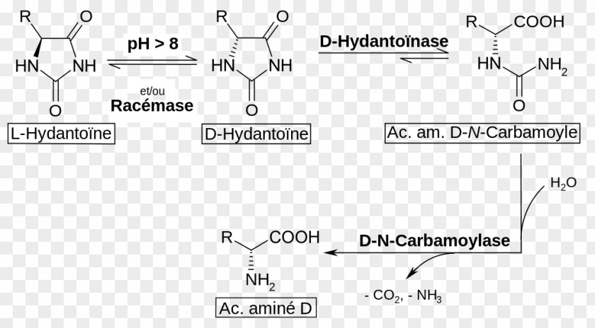 Racemization Amino Acid Dating Hydantoin PNG