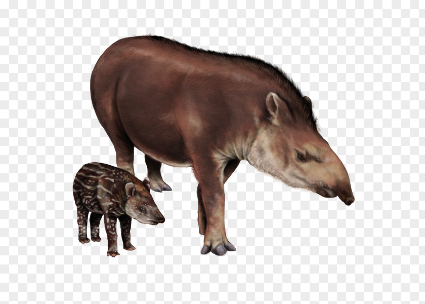 Tapir Snout Terrestrial Animal Wildlife PNG