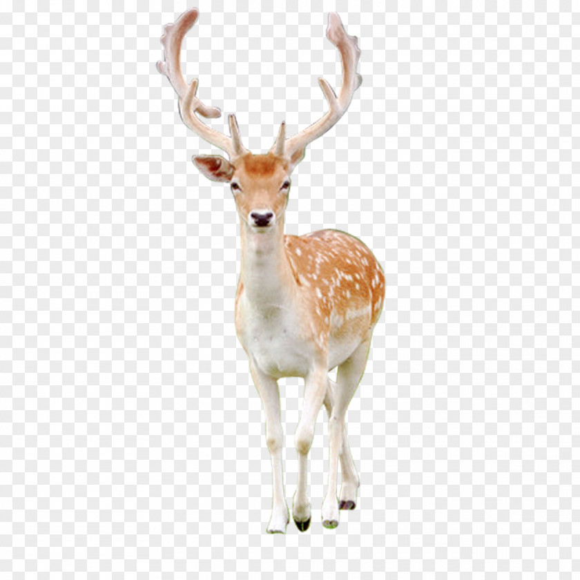 FIG Deer Reindeer Antler Sika PNG