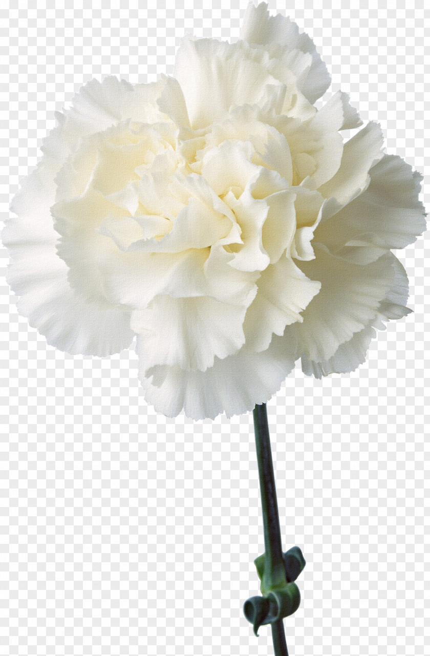 Floral Design Elements With Flowers,White Carnations Carnation Cut Flowers Birth Flower Plant PNG