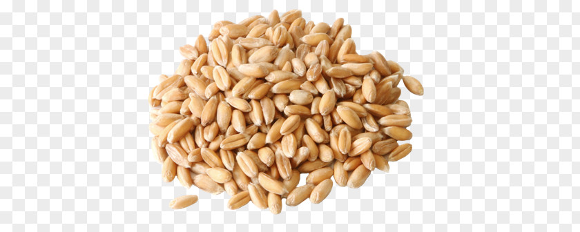 Flour Spelt Pasta Common Wheat Seed PNG