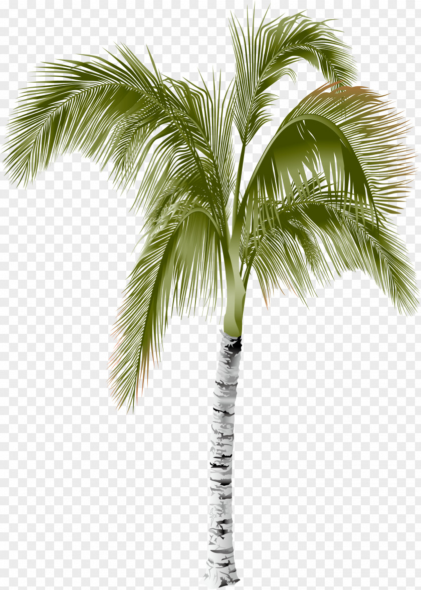 ID Arecaceae Areca Palm Tree PNG