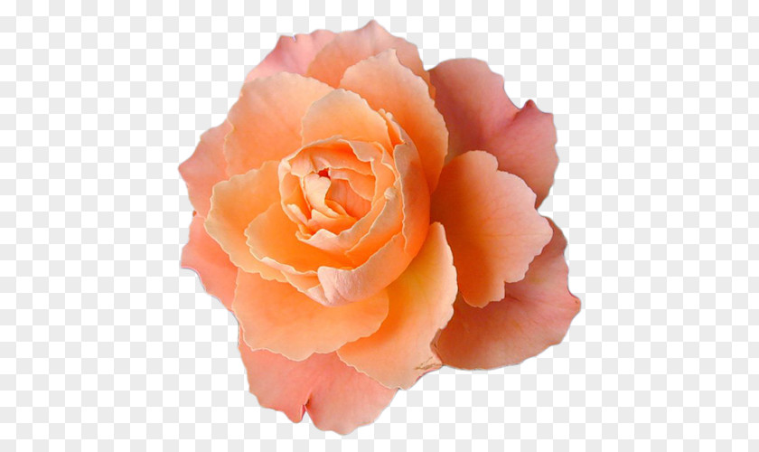 Light Flower Orange Desktop Wallpaper Centifolia Roses PNG
