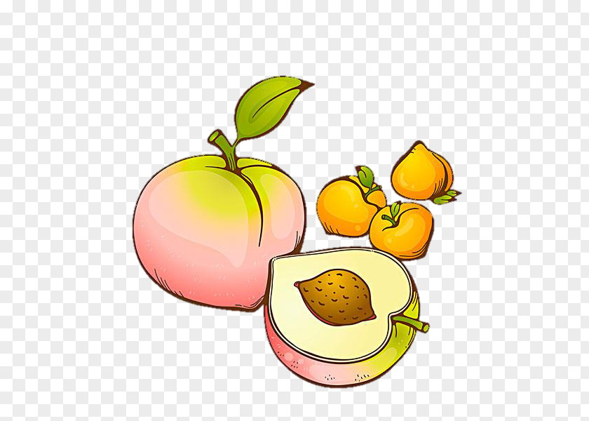 Peach Fruit Drawing PNG
