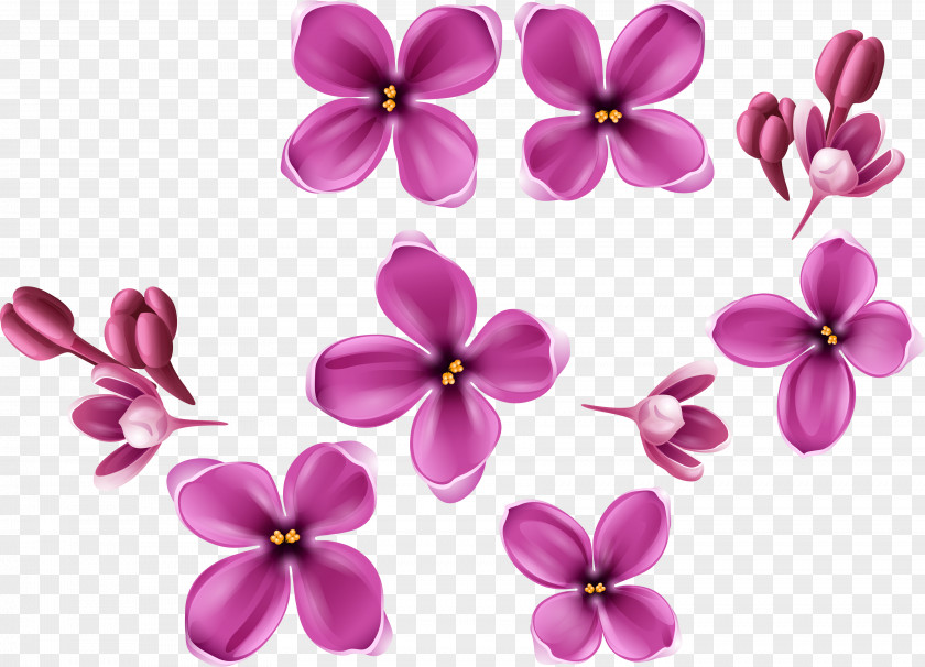 Plum Flowering Plant PNG