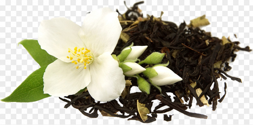 Tea Green Flowering Oolong Jasmine PNG