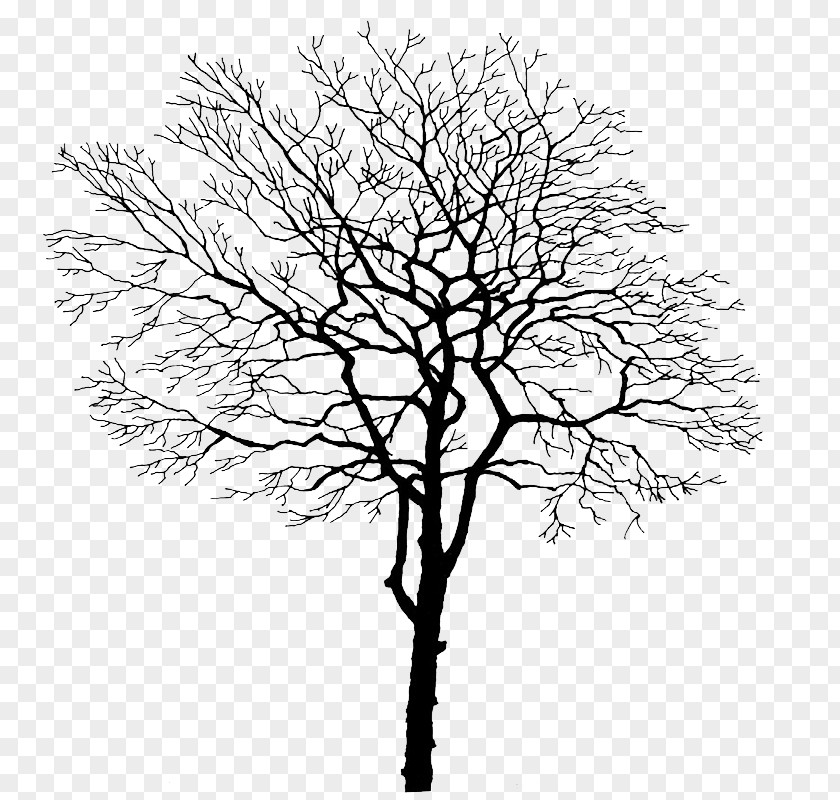 Tree Branches Branch Trunk PNG