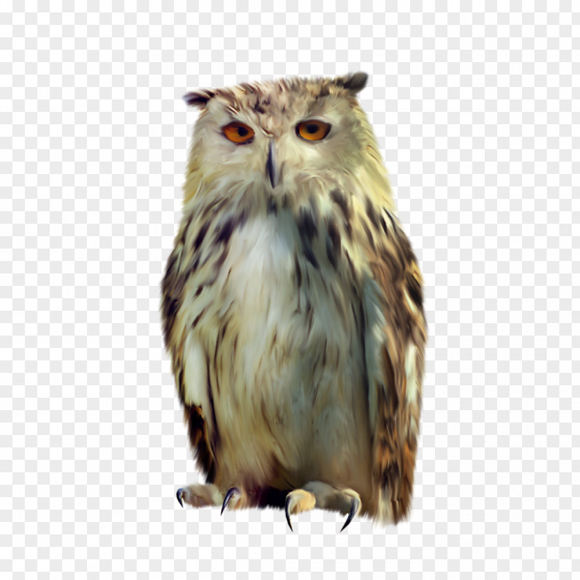 Animal Owl Little Bird PNG