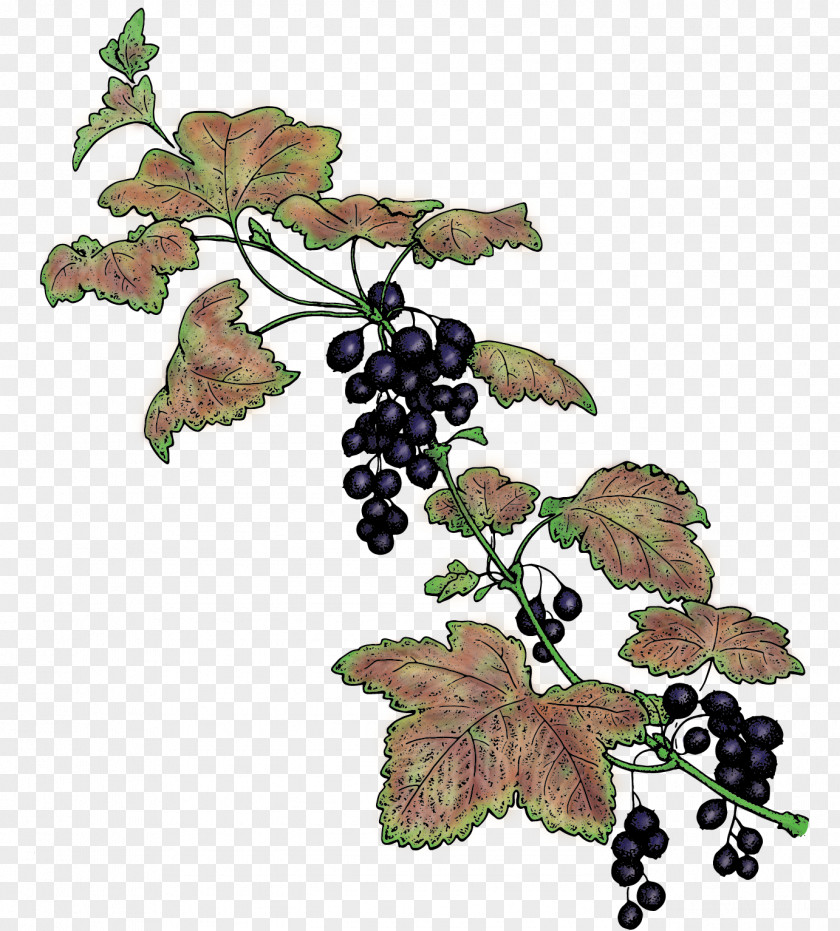 Blackcurrant Currant Berries Common Grape Vine Seldovia PNG