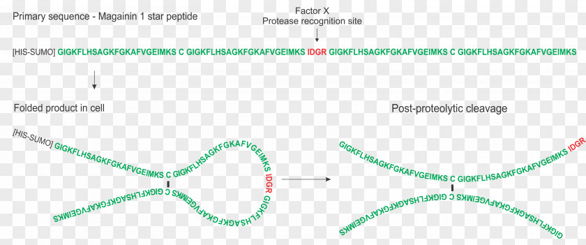 Circle Diagram Angle Point PNG