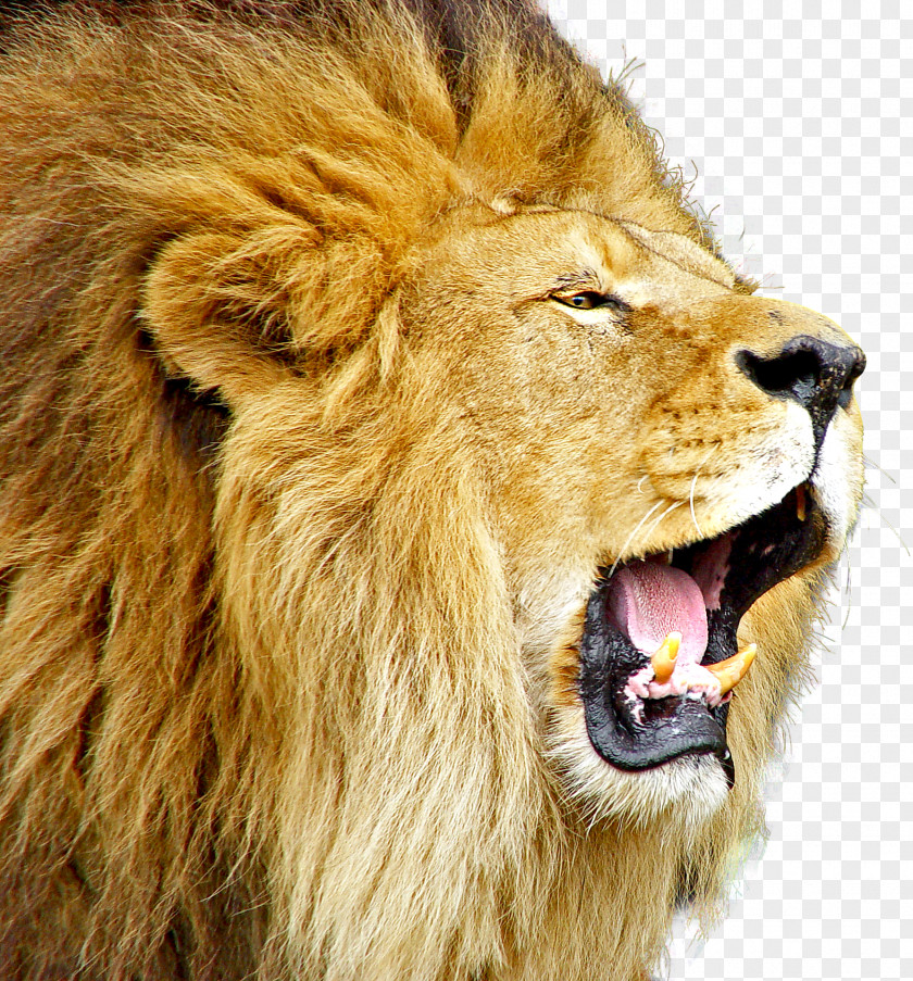 Lion Roar PNG