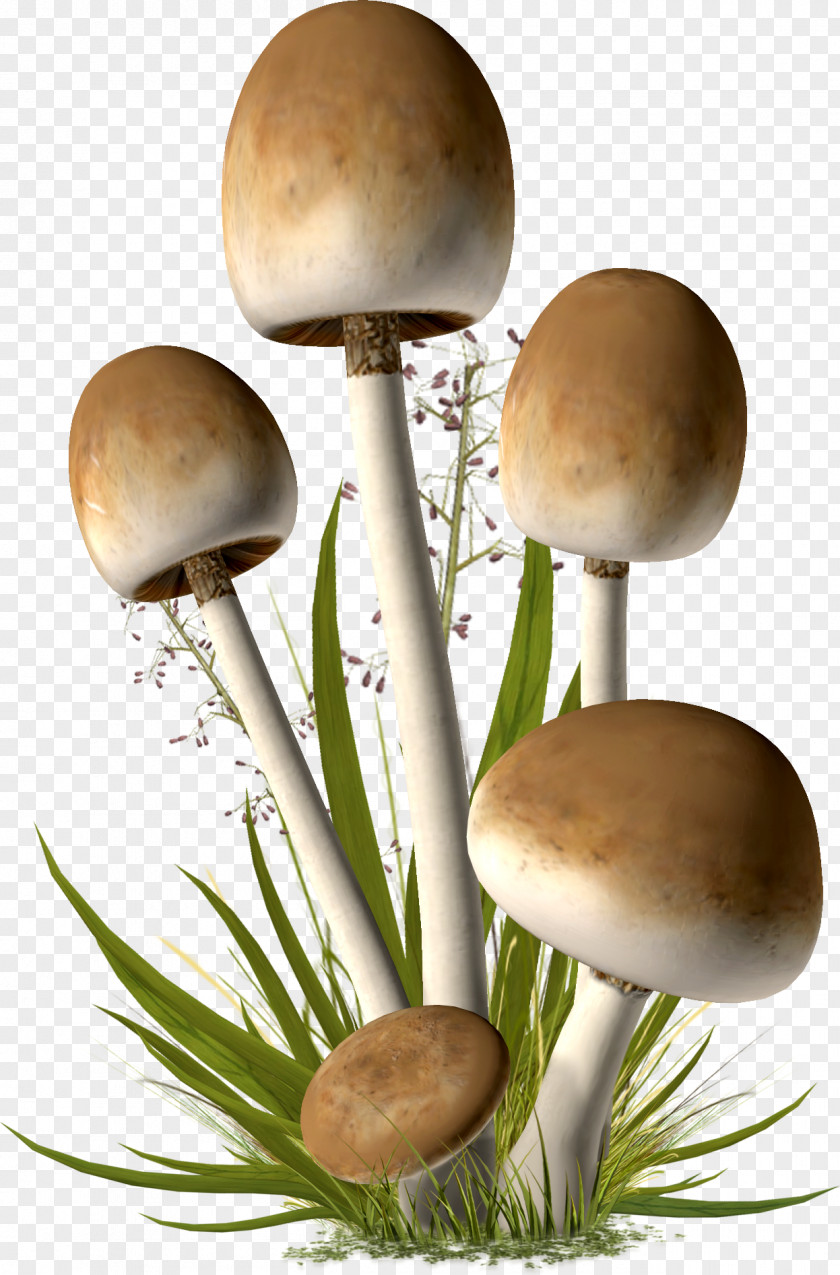 Mushroom Clip Art PNG