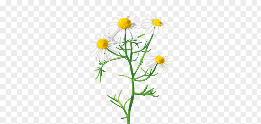 Scentless Chamomile Roman Cut Flowers Plant Stem Chamomiles PNG