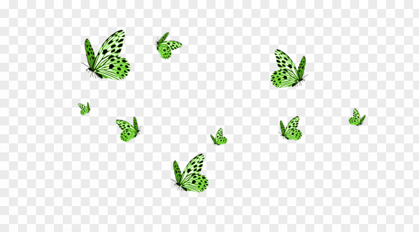 Butterfly Border Monarch Clip Art PNG