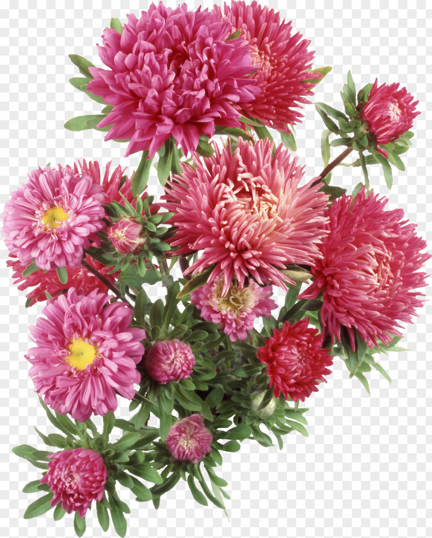 Chrysanthemum Aster Flower Clip Art PNG