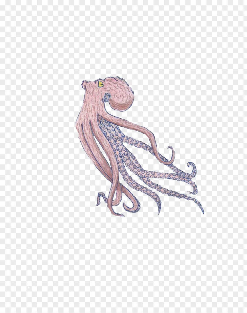 Octopus Drawing Art Cephalopod Squid PNG