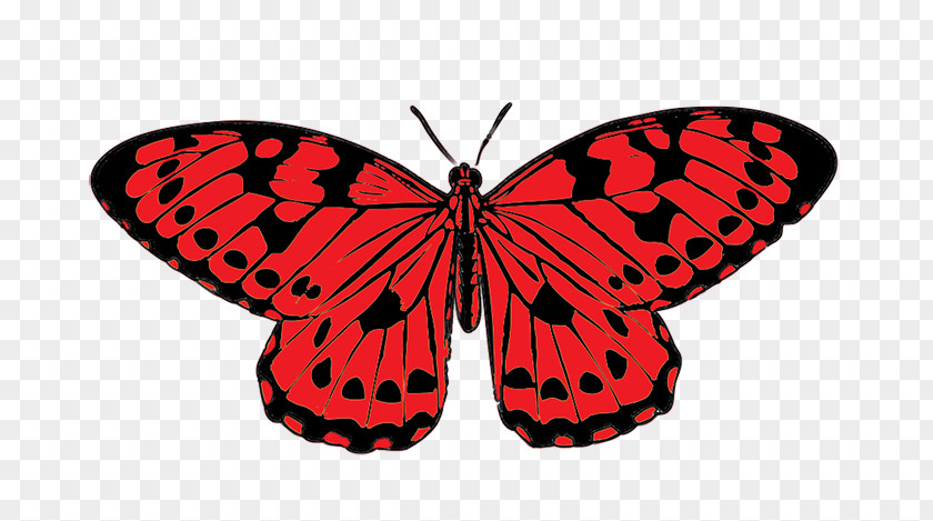 Real Butterfly Cliparts Red Clip Art PNG
